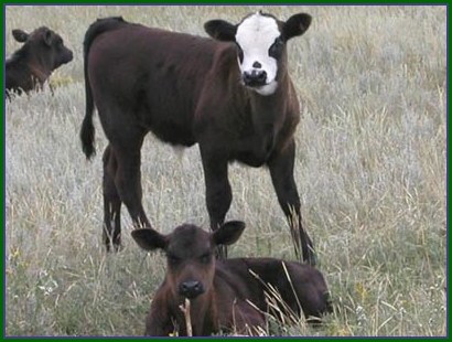 Beef calves at B Bar S Ranch