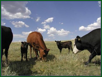 B Bar S Ranch produces grass-fed freezer beef.